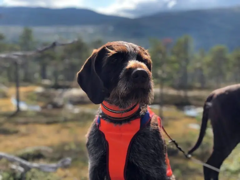 mjukisfjällbrisen