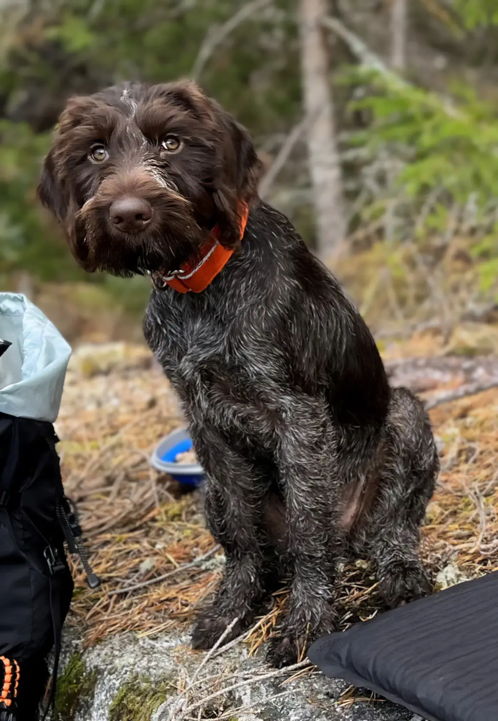 Vijaga Umi Våra hundar
